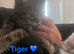 Maincoon x British short hair 1 girl 2 boys
