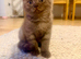 British shorthair cinnamon