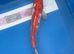 Koi carp 44cm sanke
