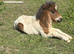 Shetland colt foal