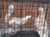 Young beautiful birds