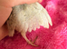 Coturnix quail chicks