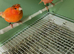 Canaries for sale