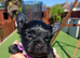 Ready go new homes! Rare Black Yorkshire Terrier