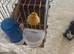 A fully orange singing Canary