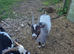 Pygmy Billy Goat