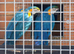 For sale pair of blue & gold macaws