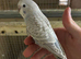 Baby budgies available