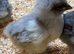 Day old female hybrid chicks
