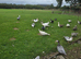 This years birds