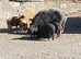 Kune Kune x Juliana piglets