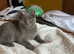 British shorthair boy.