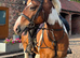 Approx 14.2hh all rounder type