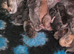 Stunning litter of creams and blues