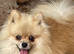 Male pomeranian for sale