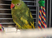 Beautifull ringneck