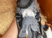 Blue Bar Indian Fantail