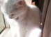 Adult female cat white £60
