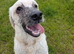 Lovely Puppy Boy (KC)
