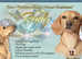 Introducing Rudy: The Perfect Stud Dog for Your Dachshund!