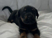 Rottweiler x German shepard