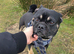3 year old frug to stud