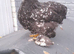 Black mottled pekin chicken