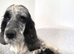 Health tested cockapoo puppies