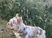 Fluffy frenchie male 11 month old !!