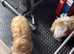 Male and female imperial Shih tzu