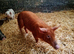 Weaners / growers / finishers