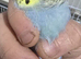 3 budgies