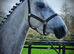 Top quality filly sure to go on into any sport