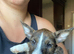 English bullterrier yorkie shitsu