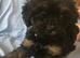 Black and Tan Cockapoo