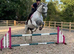 For share 17.3hh Irish gelding 1/2 days per week.