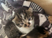 Norwegian x long haired kittens