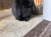 Pure bred French lop litter