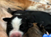 Adorable Mixed Breed Puppies – Well Raised, Health Checked, Ready Sept