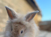 Stunning lion head and mini lion lop mixed breed