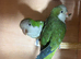 Breeding pair of Quakers