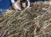 A variety of genders and colours of beautiful baby guinea pigs