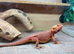 Hi baby Bearded Dragons