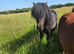 Stunning shetland gelding