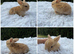 Mini lop baby’s