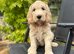 Beautiful Health Tested Goldendoodles ready now
