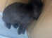 Mini lop