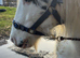13.1 Cob mare