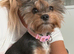 Yorkshire Terrier puppies
