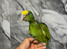Hand-Rearing Friendly Super Tame Cuddly Yellow Crown Amazon